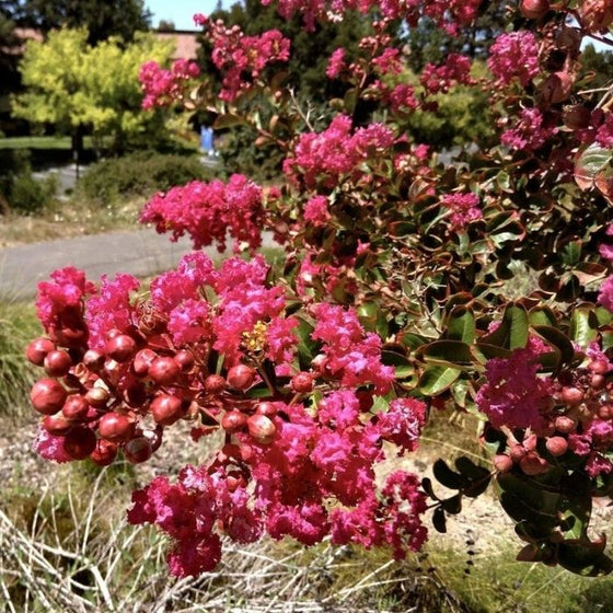 Budding Berry Dazzle Crape Myrtle Shrubs beginning to bloom fuchsia flowers