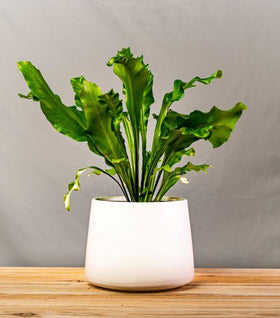 Bird's Nest Fern