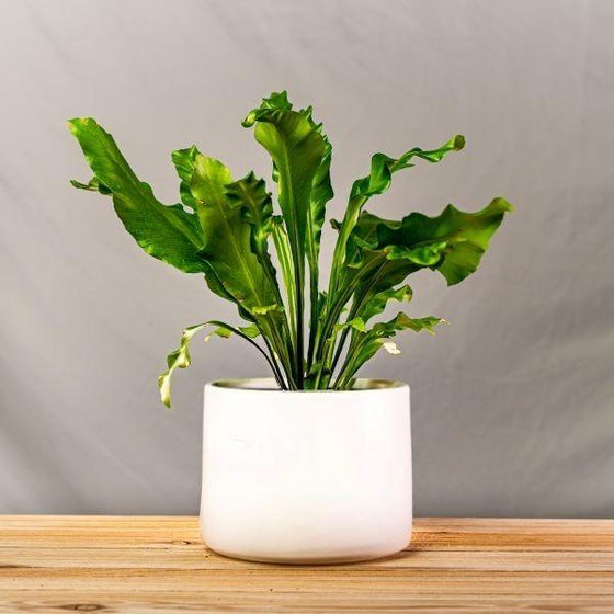 Bird's Nest Fern Houseplant in white pot
