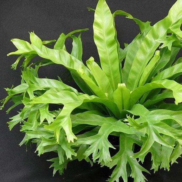 types of birds nest ferns Birds Nest Fern 'Leslie'