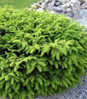 Birds Nest Spruce