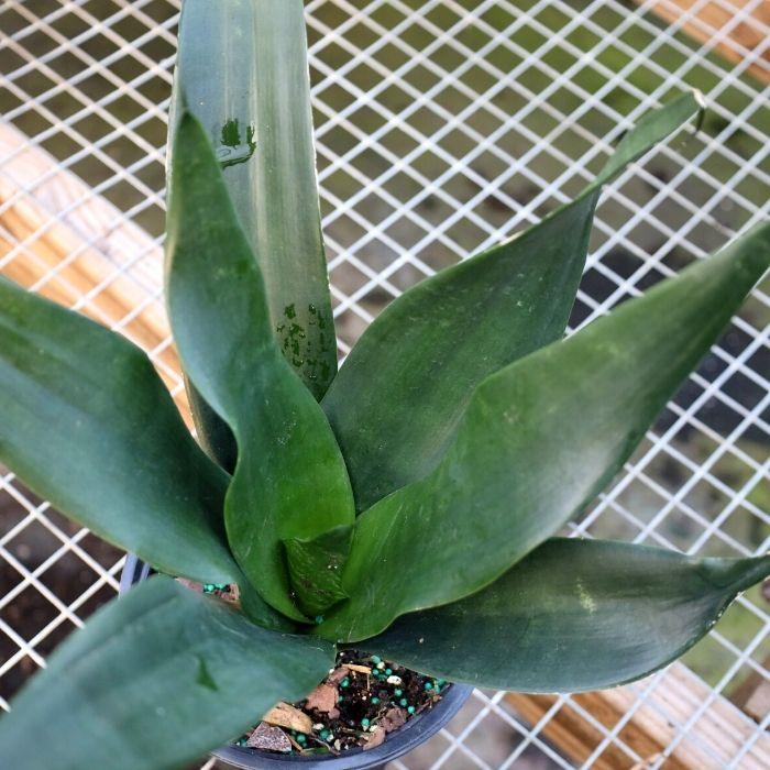 Black Dragon Snake Plants for Sale