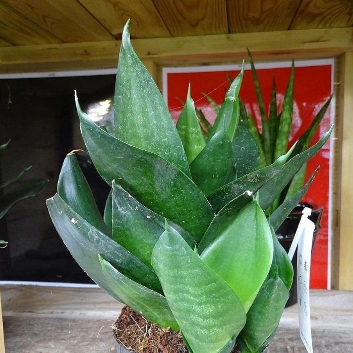 Black Dragon Snake Plant