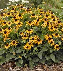 Goldsturm Black Eyed Susan