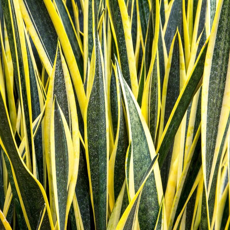 snake plant black gold Black GOLD SUPERBA SNAKE PLANT 6in