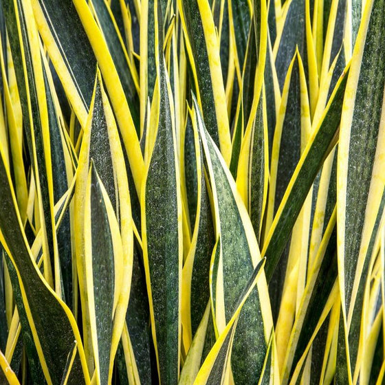 Sword-shaped leaves of Black Gold Snake plant