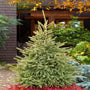 Black Hills Spruce Trees combining well with other evergreen plants