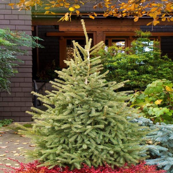Black Hills Spruce Trees combining well with other evergreen plants