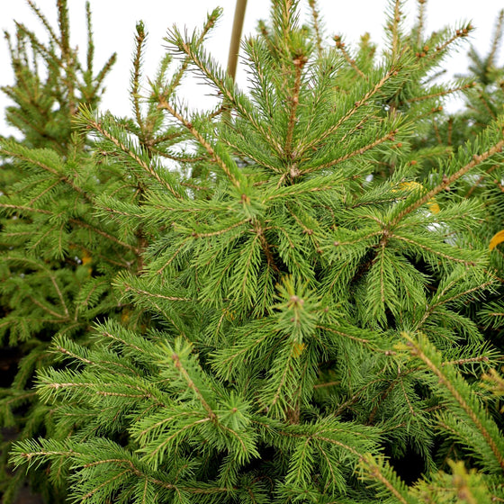 Close-up of the Black Hill Spruce Trees evergreen foliage