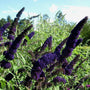 dark leaves of Black Knight Butterfly Bushes are great backdrops for flowers.