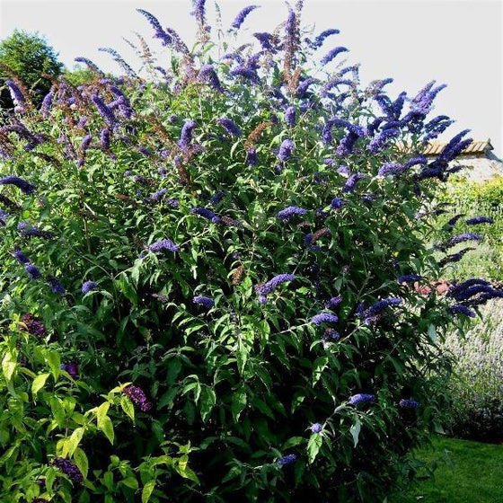 the black knight butterfly bush sold online has purple droopy flowers