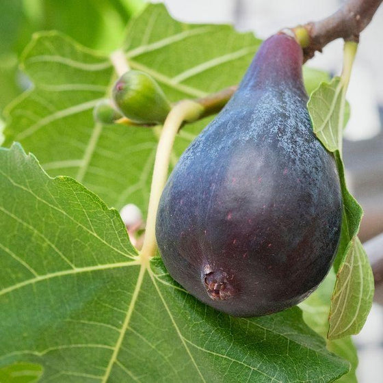 Black Mission Fig fruit on a tree