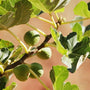 unripe green  Black Mission Fig fruits on a tree