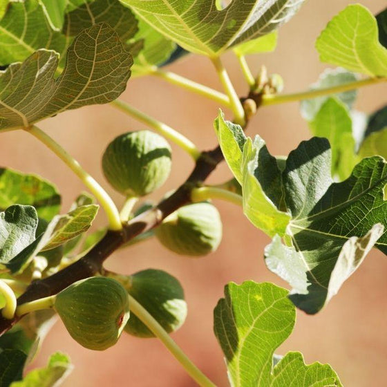unripe green  Black Mission Fig fruits on a tree