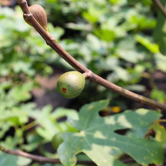 figs growing in summer on fig tree