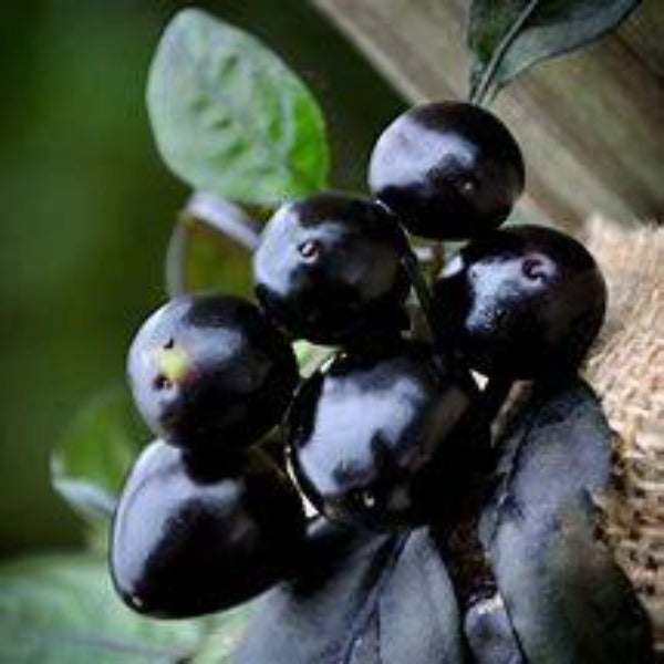 Black Pearl Ornamental Pepper for Sale