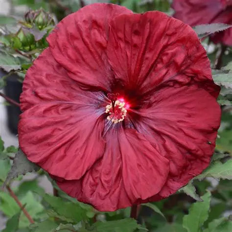 バランローズ Blackberry Merlot Hibiscus for Sale | Hardy Red Hibiscus