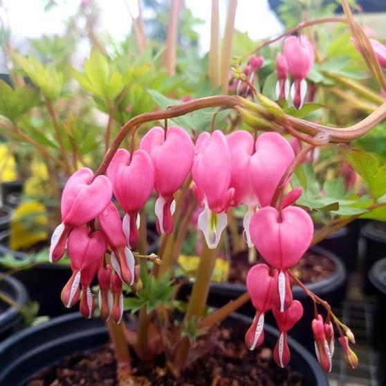 blooms of the Bleeding Heart grow in rows that hang over top of green foliage