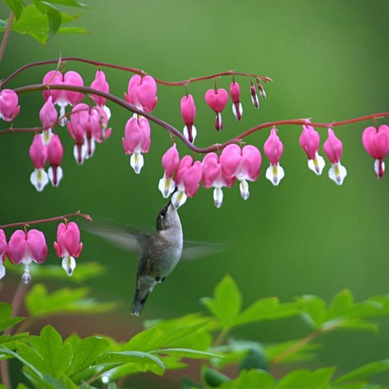 Bleeding Hearts