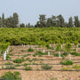 mass of trees planted and protected by spiral tree guards