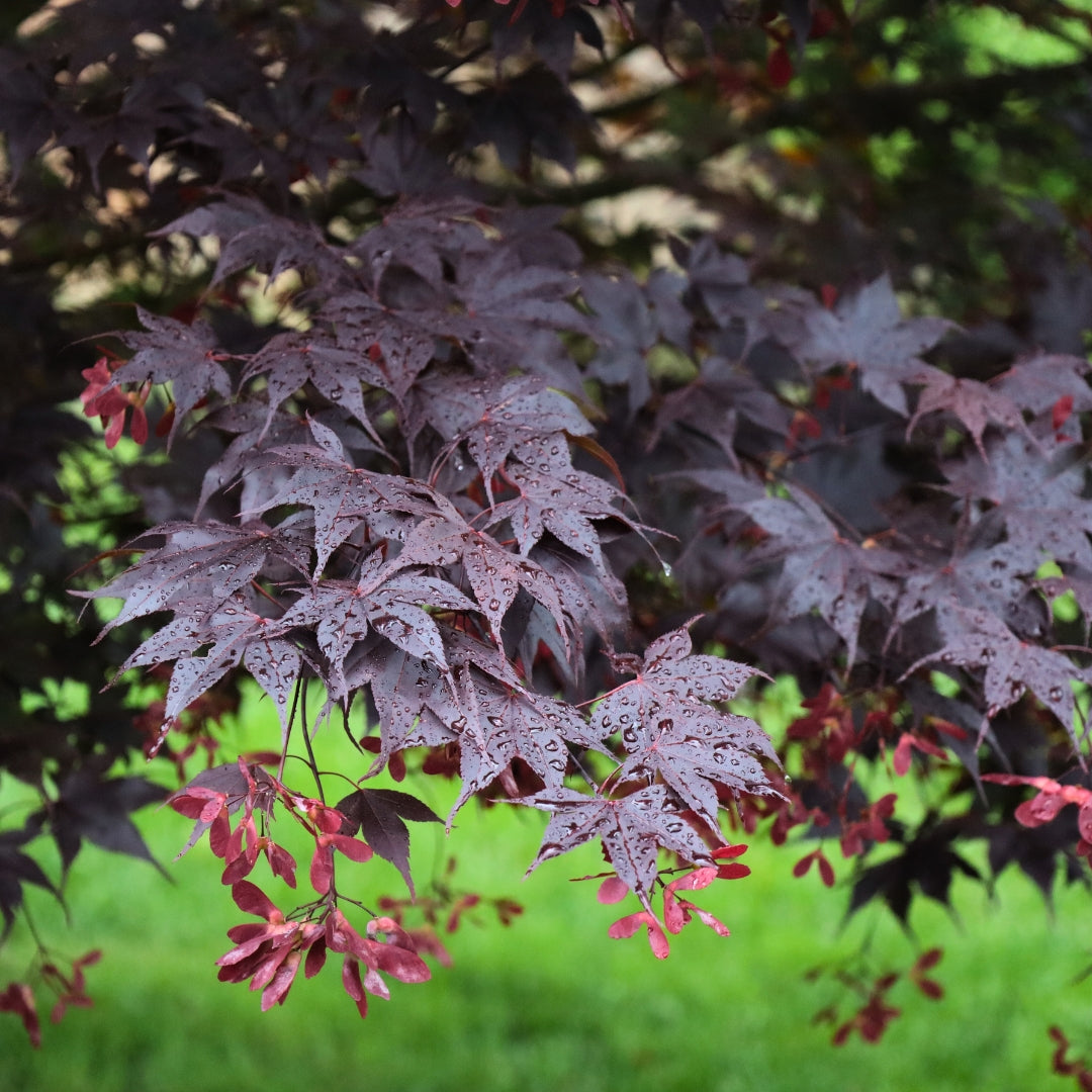 Bloodgood Japanese Maple Trees | Garden Goods Direct
