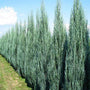 privacy trees blue arrow juniper powder blue color narrow columnar growth habit