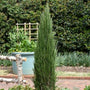blue arrow juniper blue green color in warmer termperatures heat tolerant easy fast growing