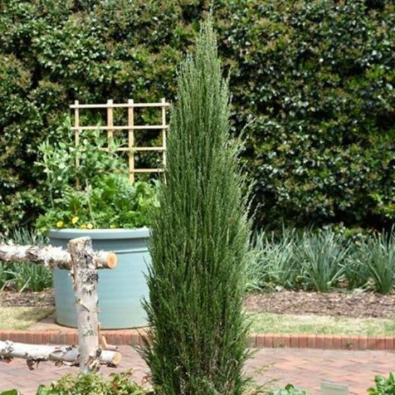 blue arrow juniper blue green color in warmer termperatures heat tolerant easy fast growing