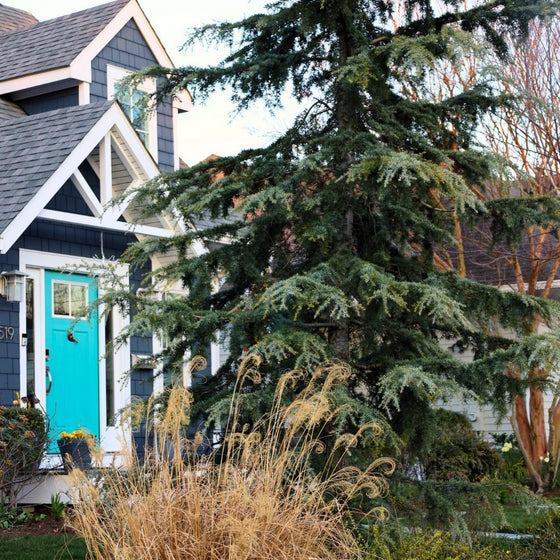 close up of a blue atlas cedar in the landscape with ornamental grasses