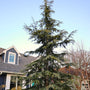 close up picture of a mature blue atlas cedar