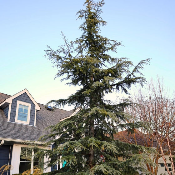 close up picture of a mature blue atlas cedar