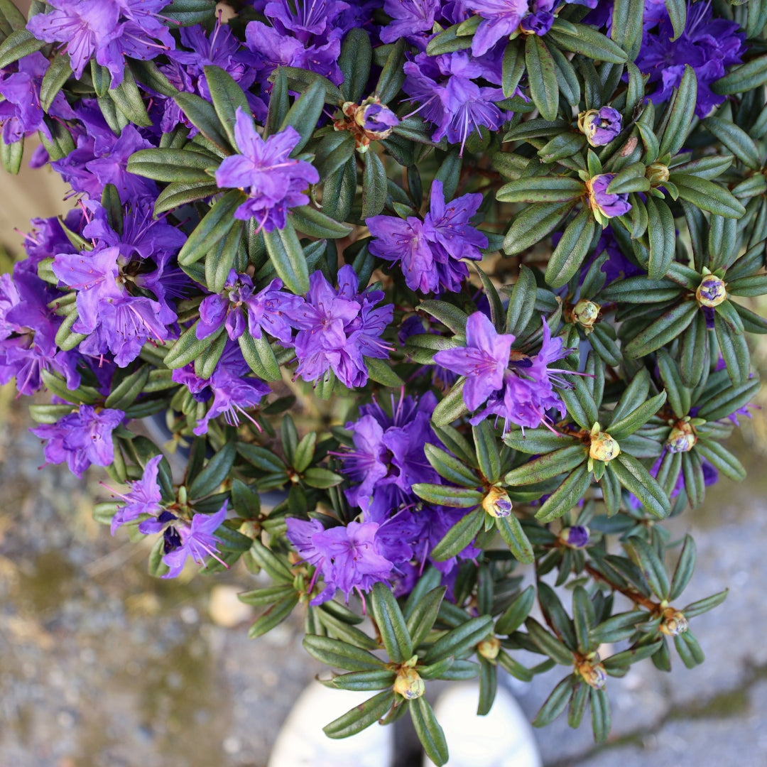 Buy Blue Baron Rhododendron Online
