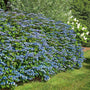 giant blue billow hydrangea shrub in a mixed garden