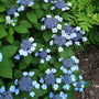 Blue Billow Hydrangea lacecap flowers popping out of dark green foliage