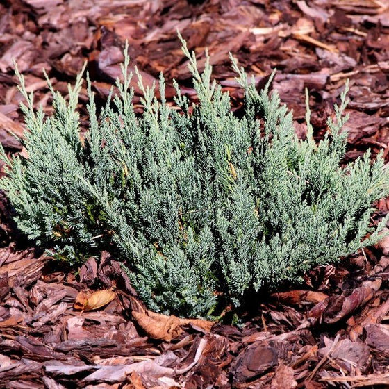 planted creeping Blue Chip Juniper Shrub