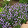 Blue-Eyed Grass Sisyrinchium has bright purple flowers and green foliage