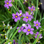 CLOSE UP OF BLUE EYED GRASS