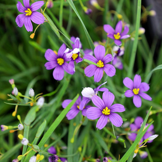 CLOSE UP OF BLUE EYED GRASS