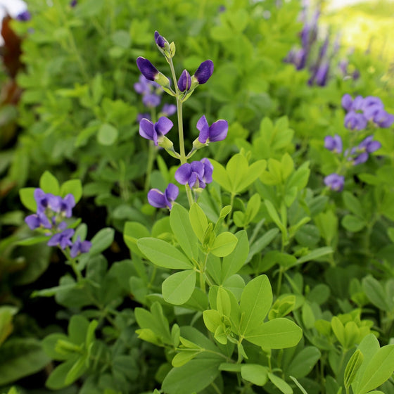 false indigo has light purple blooms