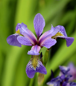Blue Flag Iris
