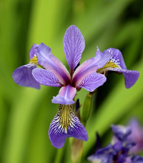 Blue Flag Iris