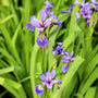 blue flag iris summer blooms