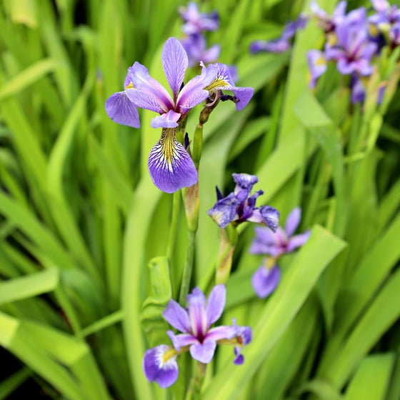 blue flag iris summer blooms