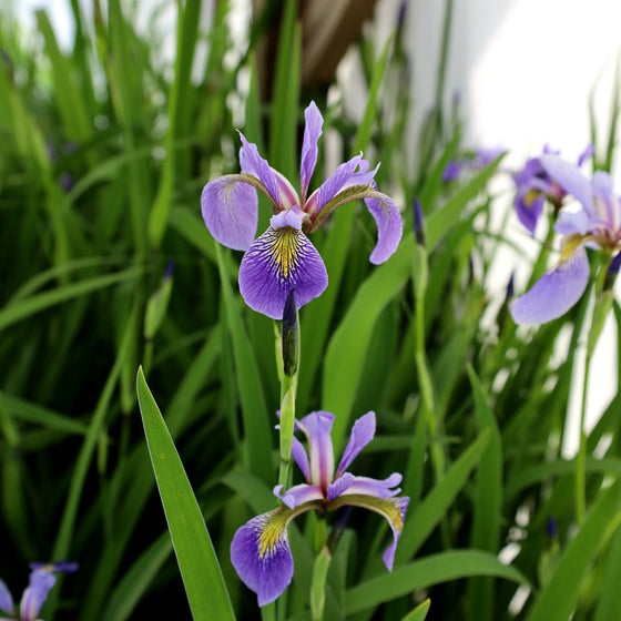 tall blooming grass