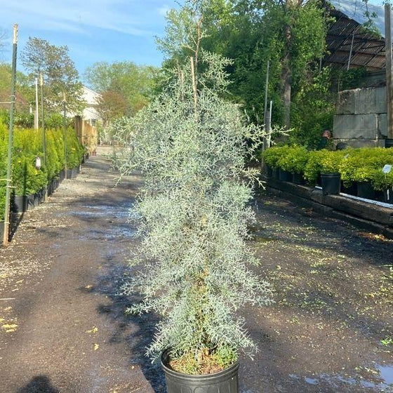 4 to 5 foot  blue ice cypress in 5 Gallon Pot