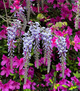 Blue Moon Wisteria
