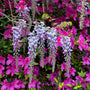 Blue moon wisteria atop lavender azaleas