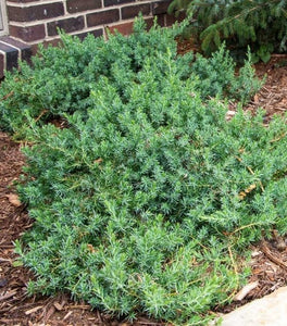 Blue Pacific Juniper