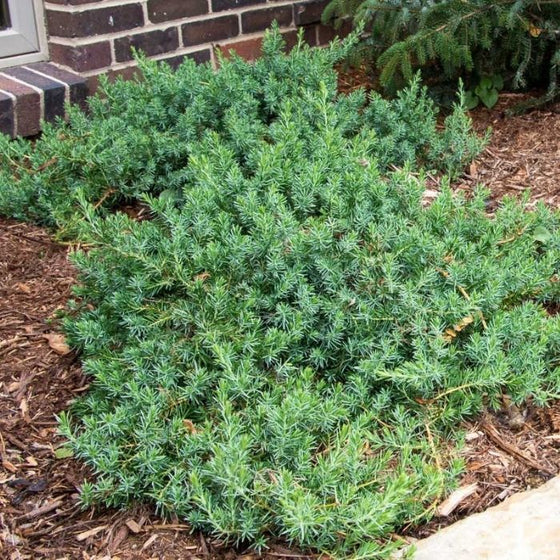 Blue Pacific Juniper Groundcover