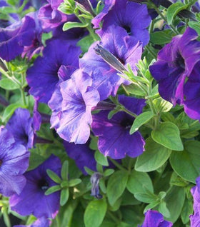 Blue Petunia
